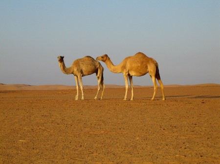 43 Kamele in der östlichen Wüste (Wahiba)