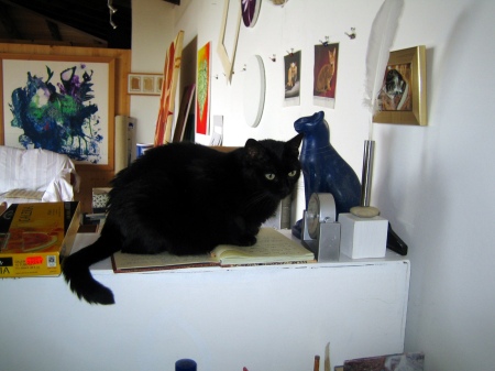 Katze Shiva bewacht das  Atelier