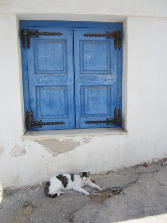 15. Katze unter Fenster 462