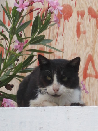 16. Katze unter Oleander 291