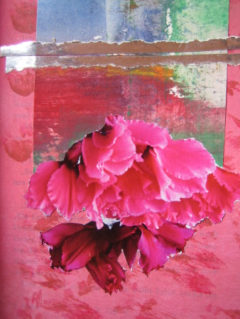 Alpenveilchen  (Collage 017)